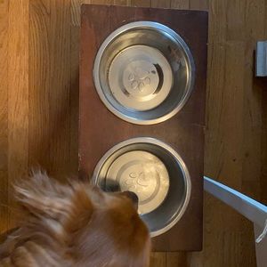 Dog bowls with stand